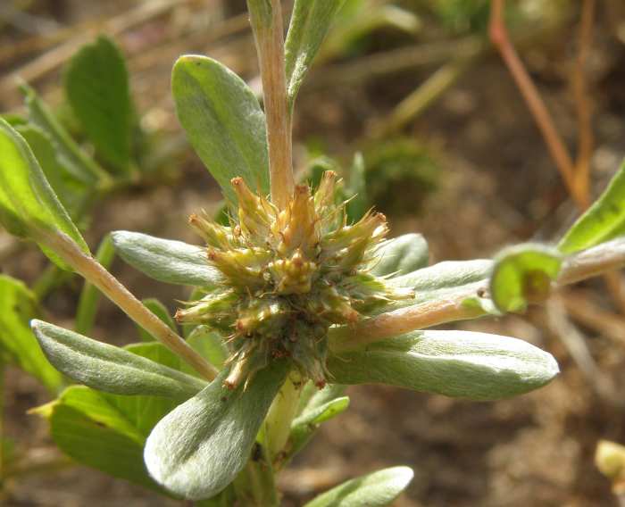 Gnaphalium? (Sicilia) - Filago sp.